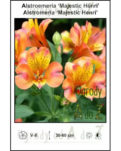 Alstroemeria-Majestic-Henri.jpg Alstroemeria-Majestic-Henri.jpg