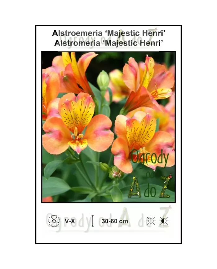Alstroemeria-Majestic-Henri.jpg
