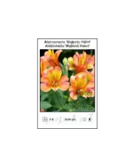 Alstroemeria-Majestic-Henri.jpg