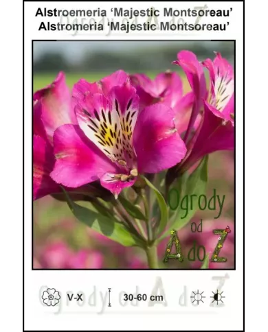 Alstroemeria-Majestic-Montsoreau.jpg Alstroemeria-Majestic-Montsoreau.jpg