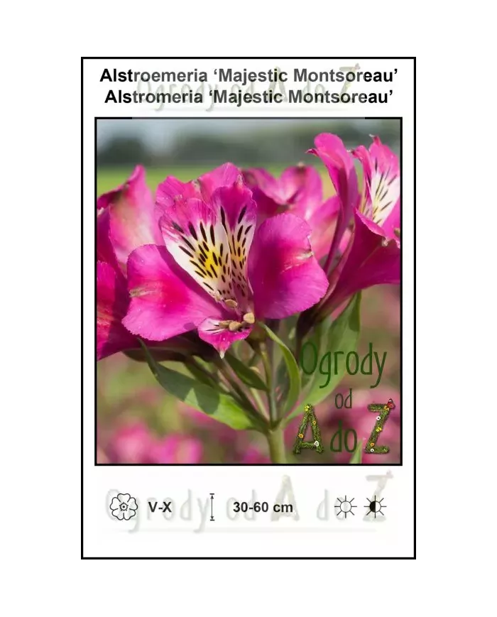 Alstroemeria-Majestic-Montsoreau.jpg