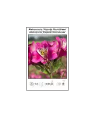 Alstroemeria-Majestic-Montsoreau.jpg