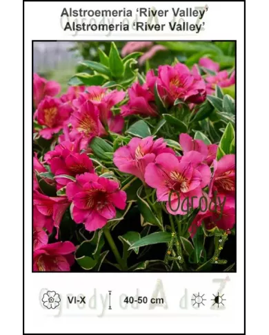 Alstroemeria-River-Valley.jpg Alstroemeria-River-Valley.jpg