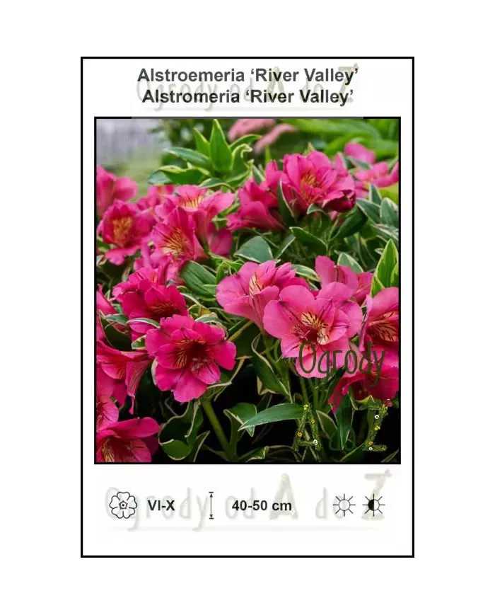 Alstroemeria-River-Valley.jpg
