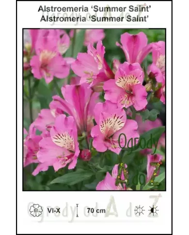 Alstroemeria-Summer-Saint.jpg Alstroemeria-Summer-Saint.jpg