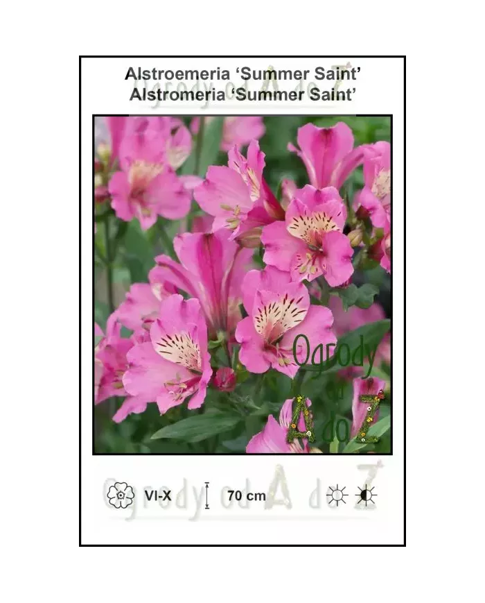 Alstroemeria-Summer-Saint.jpg