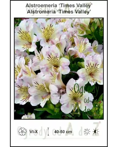 Alstroemeria-Times-Valley.jpg Alstroemeria-Times-Valley.jpg