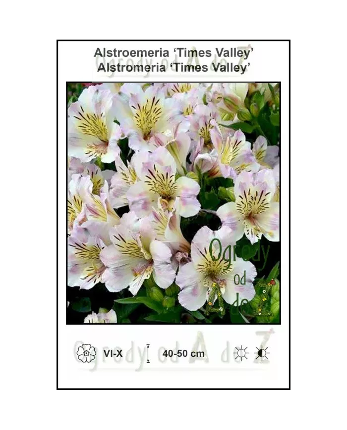 Alstroemeria-Times-Valley.jpg Alstroemeria-Times-Valley.jpg