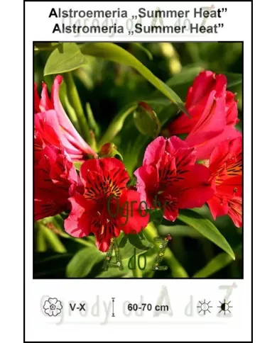 Alstroemeria-Summer-Heat.jpg Alstroemeria-Summer-Heat.jpg