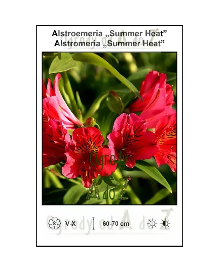 Alstroemeria-Summer-Heat.jpg Alstroemeria-Summer-Heat.jpg
