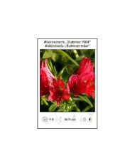 Alstroemeria-Summer-Heat.jpg Alstroemeria-Summer-Heat.jpg