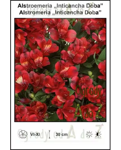 Alstroemeria-Inticancha-Doba.jpg Alstroemeria-Inticancha-Doba.jpg