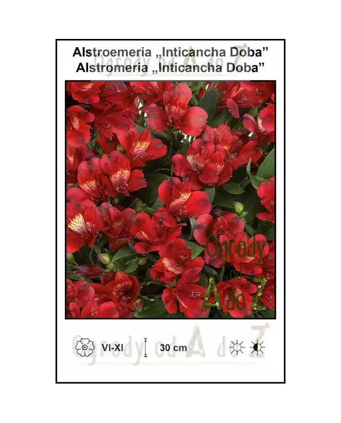 Alstroemeria-Inticancha-Doba.jpg Alstroemeria-Inticancha-Doba.jpg