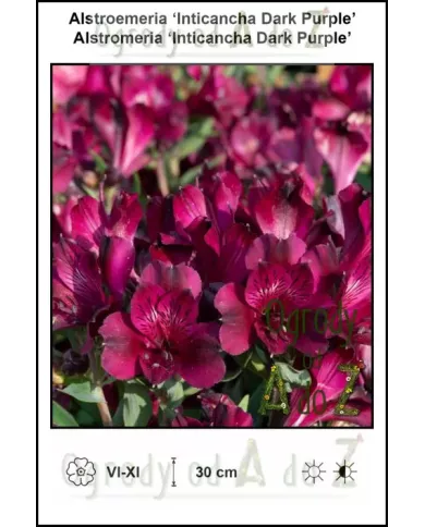 Alstroemeria-Inticancha-Dark-Purple.jpg Alstroemeria-Inticancha-Dark-Purple.jpg