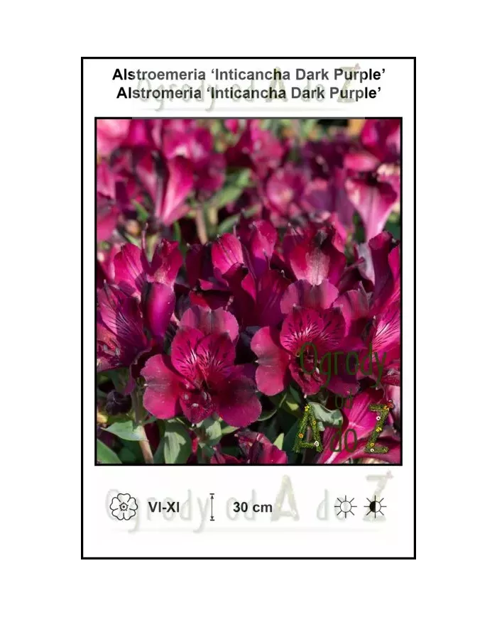 Alstroemeria-Inticancha-Dark-Purple.jpg