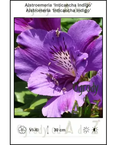 Alstroemeria-Inticancha-Indigo.jpg Alstroemeria-Inticancha-Indigo.jpg