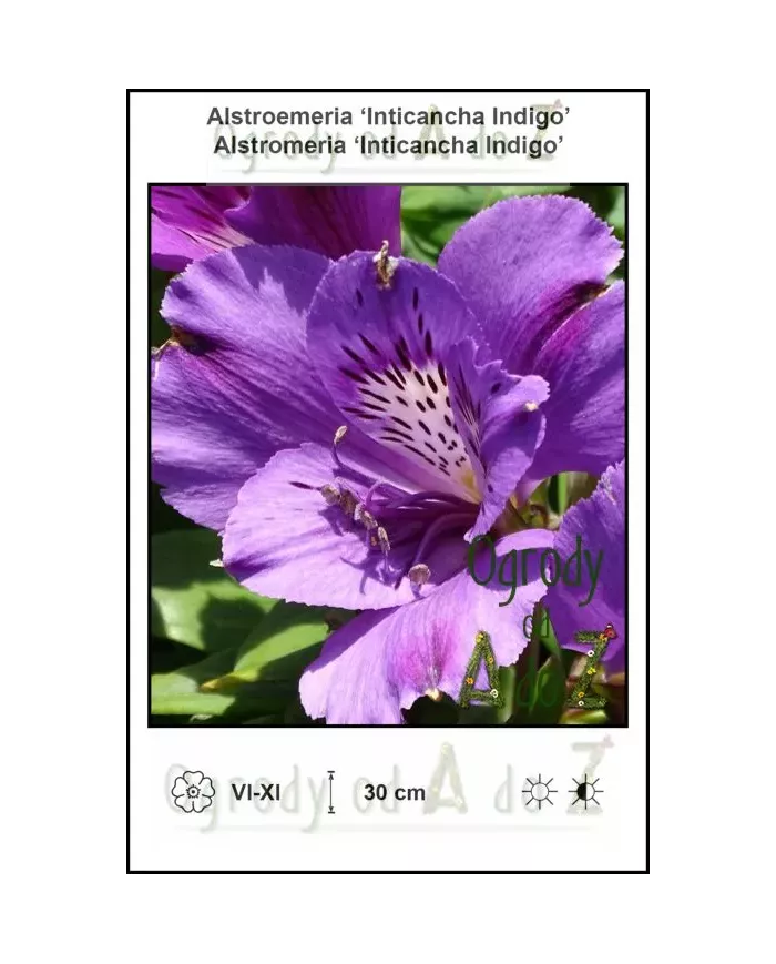 Alstroemeria-Inticancha-Indigo.jpg