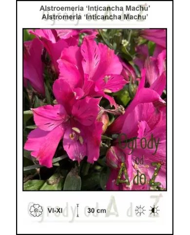 Alstroemeria-Inticancha-Machu.jpg Alstroemeria-Inticancha-Machu.jpg