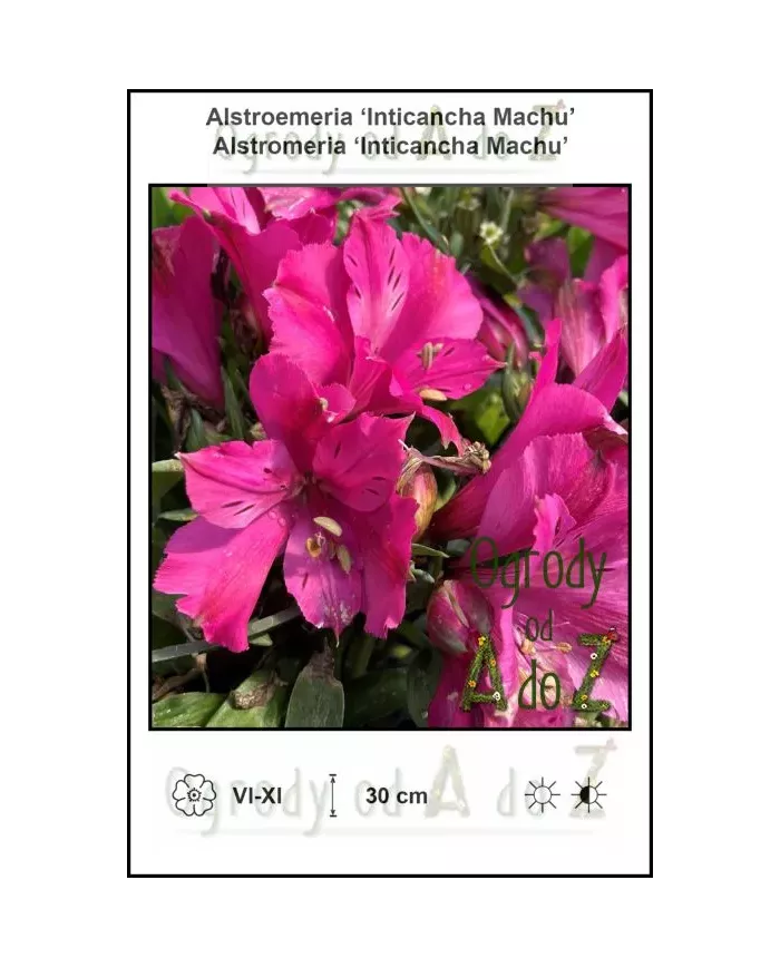 Alstroemeria-Inticancha-Machu.jpg
