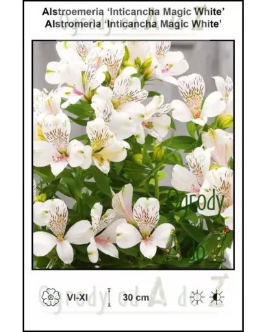 Alstroemeria-Inticancha-Magic-White.jpg Alstroemeria-Inticancha-Magic-White.jpg