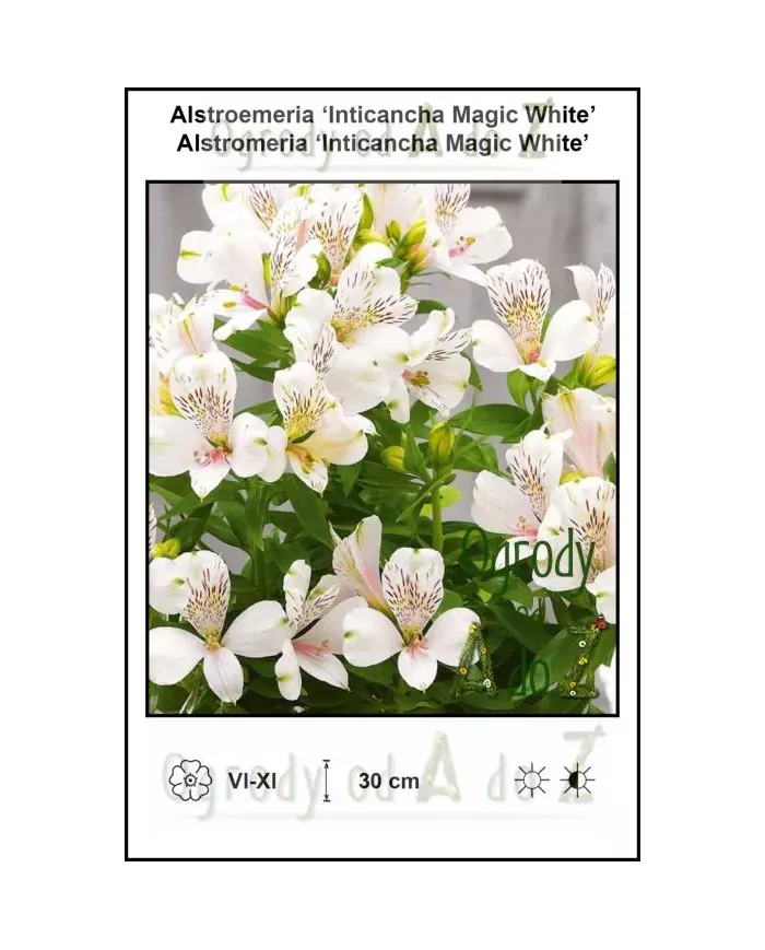 Alstroemeria-Inticancha-Magic-White.jpg