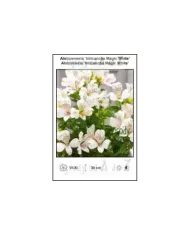 Alstroemeria-Inticancha-Magic-White.jpg