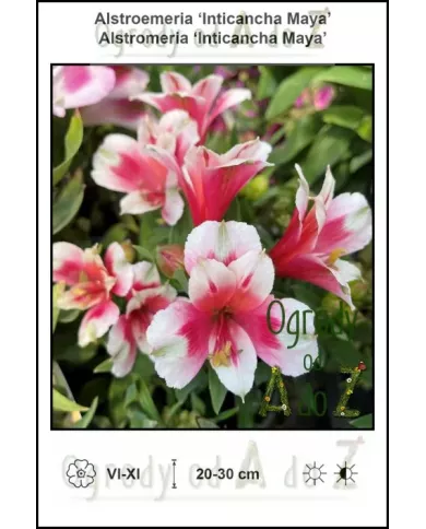 Alstroemeria-Inticancha-Maya.jpg Alstroemeria-Inticancha-Maya.jpg