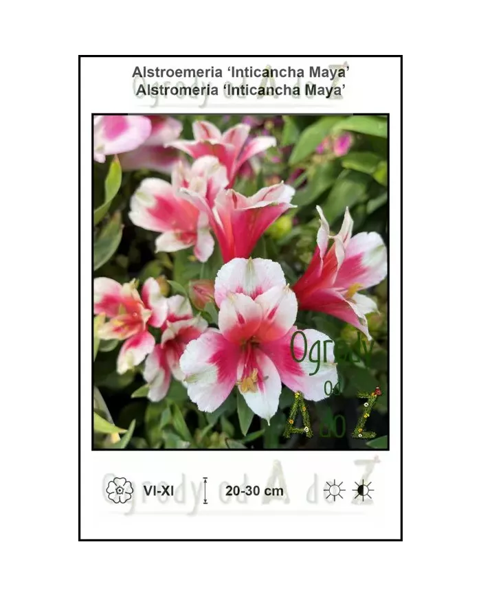 Alstroemeria-Inticancha-Maya.jpg