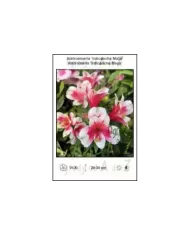 Alstroemeria-Inticancha-Maya.jpg