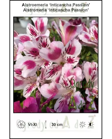 Alstroemeria-Inticancha-Passion.jpg Alstroemeria-Inticancha-Passion.jpg