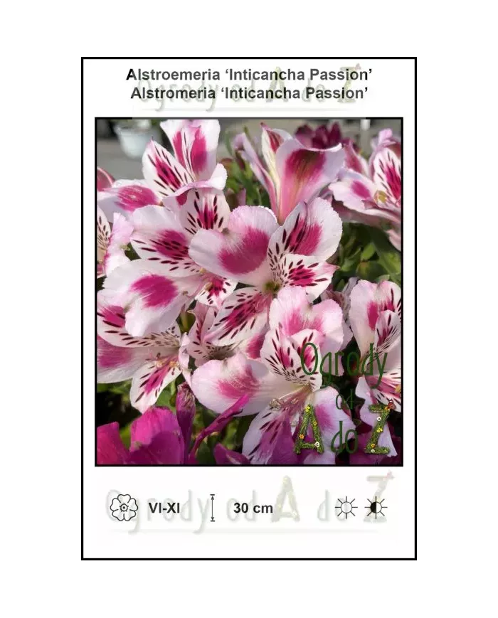 Alstroemeria-Inticancha-Passion.jpg