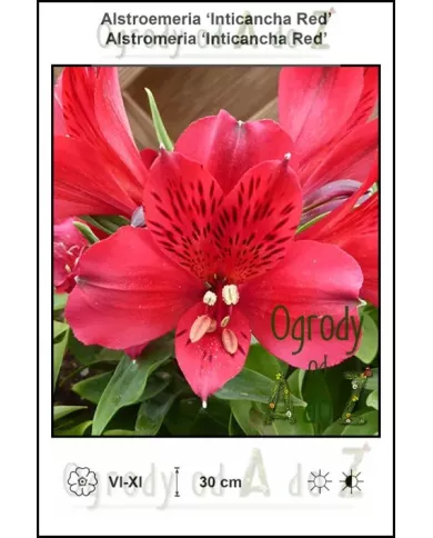 Alstroemeria-Inticancha-Red.jpg Alstroemeria-Inticancha-Red.jpg