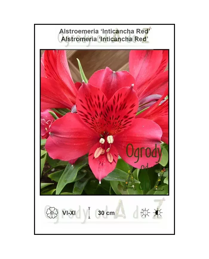 Alstroemeria-Inticancha-Red.jpg