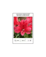 Alstroemeria-Inticancha-Red.jpg