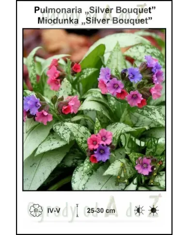 Pulmonaria-Silver-Bouquet.jpg