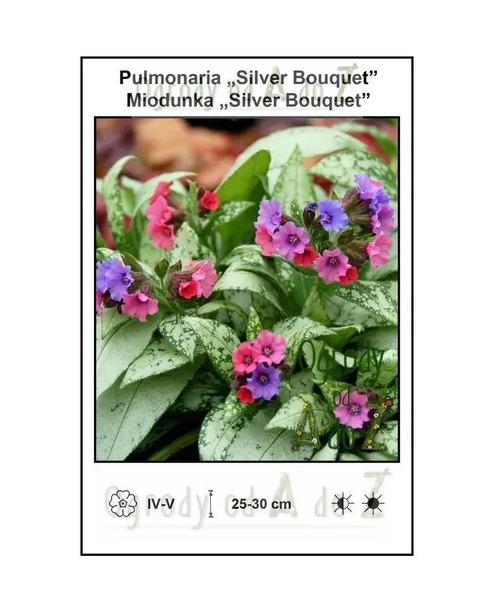 Pulmonaria-Silver-Bouquet.jpg
