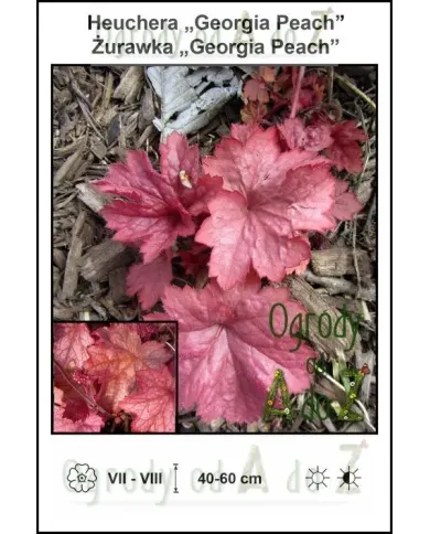 Heuchera-Georgia-Peach.jpg Heuchera-Georgia-Peach.jpg