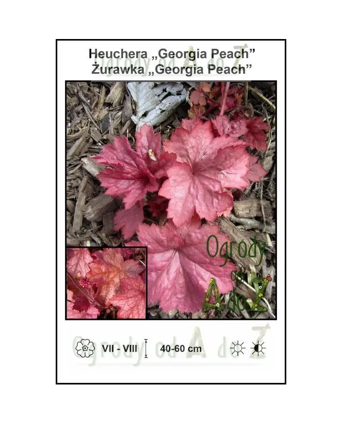Heuchera-Georgia-Peach.jpg Heuchera-Georgia-Peach.jpg