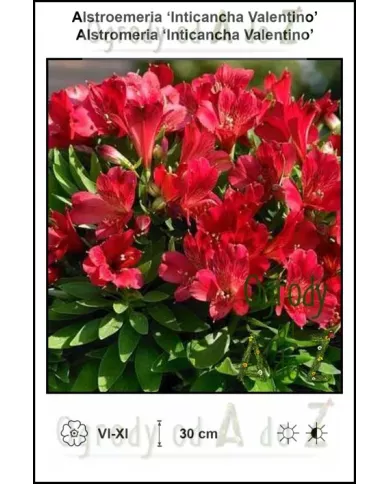 Alstroemeria-Inticancha-Valentino.jpg Alstroemeria-Inticancha-Valentino.jpg