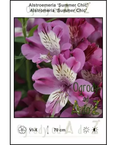 Alstroemeria-Summer-Chic.jpg Alstroemeria-Summer-Chic.jpg