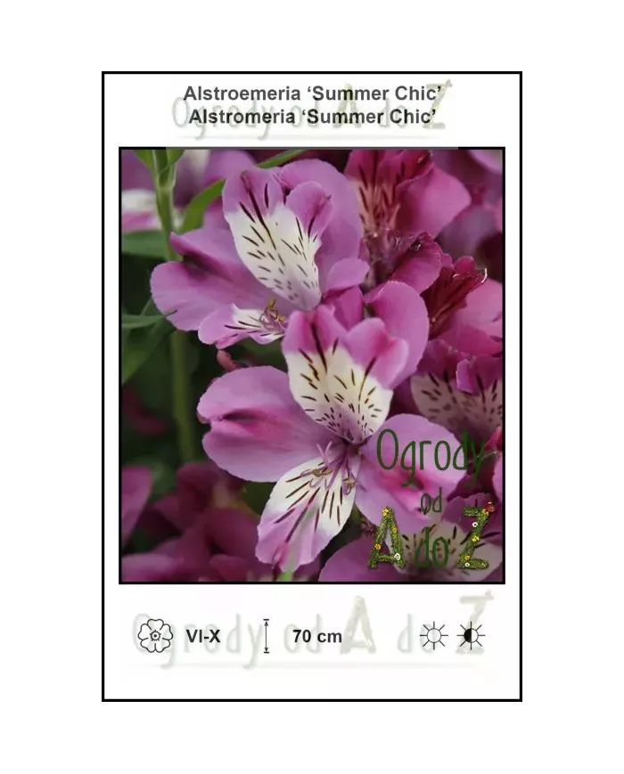 Alstroemeria-Summer-Chic.jpg Alstroemeria-Summer-Chic.jpg