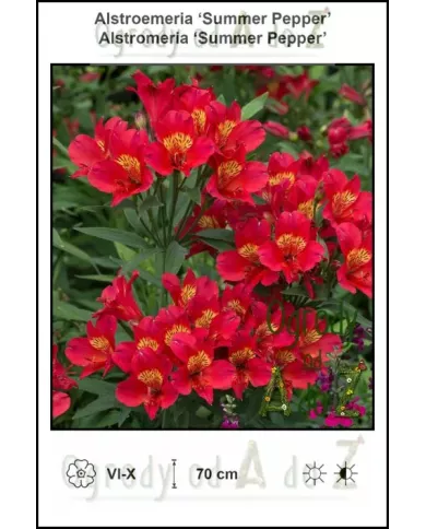 Alstroemeria-Summer-Pepper.jpg Alstroemeria-Summer-Pepper.jpg