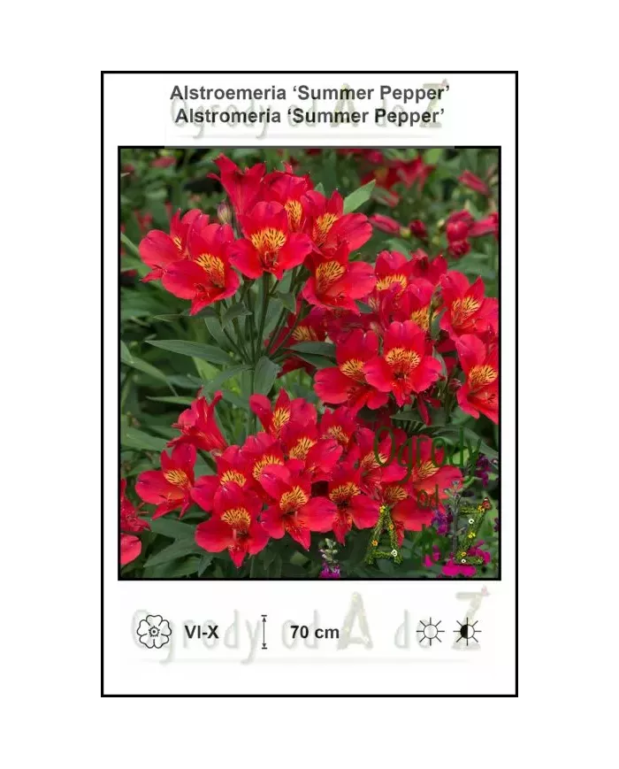 Alstroemeria-Summer-Pepper.jpg Alstroemeria-Summer-Pepper.jpg