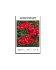 Alstroemeria-Summer-Pepper.jpg Alstroemeria-Summer-Pepper.jpg