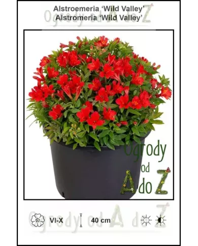 Alstroemeria-Wild-Valley.jpg Alstroemeria-Wild-Valley.jpg