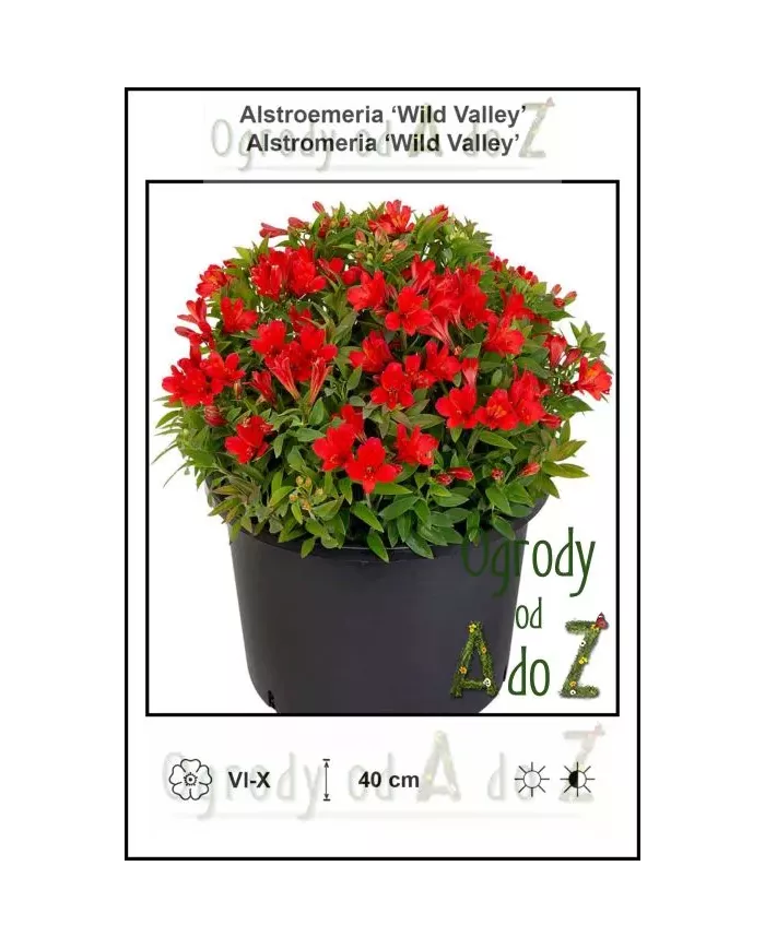 Alstroemeria-Wild-Valley.jpg Alstroemeria-Wild-Valley.jpg