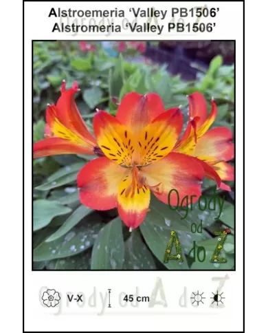 Alstroemeria-Valley-PB1506.jpg Alstroemeria-Valley-PB1506.jpg