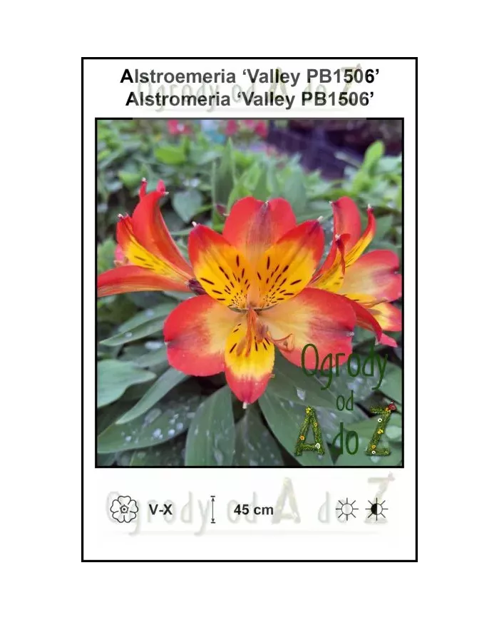 Alstroemeria-Valley-PB1506.jpg