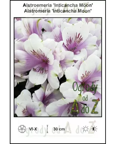 Alstroemeria-Inticancha-Moon.jpg Alstroemeria-Inticancha-Moon.jpg