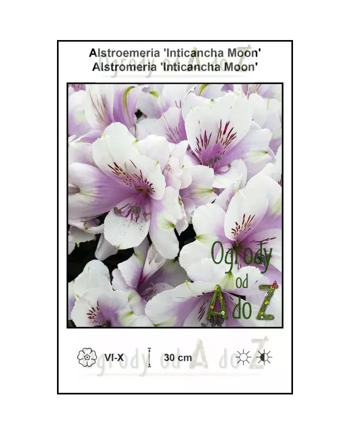 Alstroemeria-Inticancha-Moon.jpg